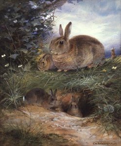 うさぎの巣穴 作： Charles Whymper