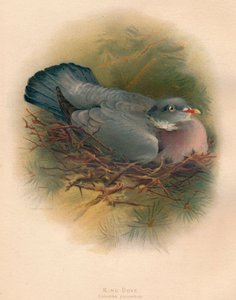 リングダブコロンブスpalumbus、1900年、1900年 作： Charles Whymper