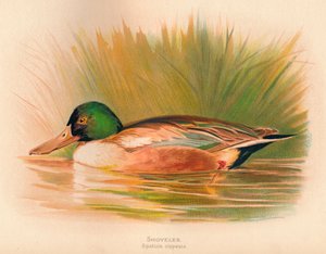 Shoveler Spatula clypeata、1900年、1900年 作： Charles Whymper