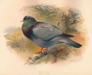 ストックダブコロンバアエナス、1900年、1900年 作： Charles Whymper