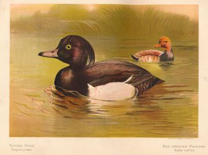 キンクロハジロフリガタクリスタタ、アカハシシギネッタルフィナ、1900年、1900年