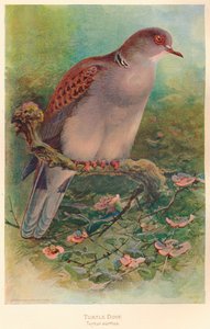Turtle Dove Turtle anritns、1900、1900 作： Charles Whymper