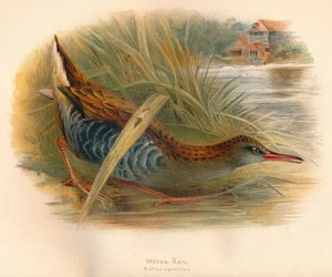 ウォーターレールRallus aquaticus、1900年、1900年 作： Charles Whymper
