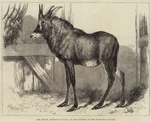 動物学園の庭園にあるヌビアのアンテロープ 作： Charles William Carter