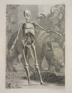 Skeleton and Rhinoceros, Tables of the Skeleton and Muscles of the Human Body, by Bernhard Siegfried Albinus 作： Charles the Elder Grignion