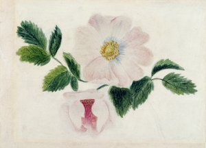 ピンクのバラ（紙にトイレ） 作： Charlotte Bronte