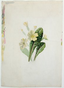 月見草の研究、1830年頃（紙にWC） 作： Charlotte Bronte