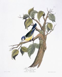 青いシジュウカラ 作： Charlotte L. E. Perrott