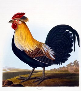 コック（Phasianus）、ロバートハヴェルJr（1793-1878）、1835によって刻まれました