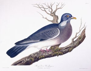 リングダブウッドピジョン 作： Charlotte L. E. Perrott