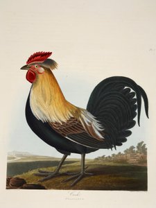 コック、ファシアヌス、パブ。 1835年手彩色彫刻.