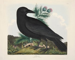 レイヴン、カラス コライ、パブ。 1835年手彩色彫刻. 作： Charlotte Lousia Emily Perrott