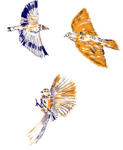 鳥、2020 作： Charlotte Orr