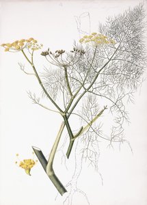 植物学、1822-1845 作： Charlotte Strickland