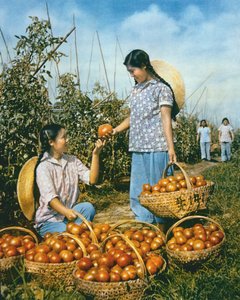 中国の食品製造：熟したトマト