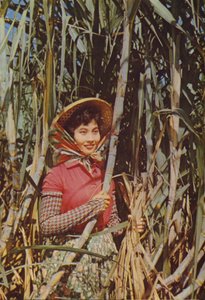 台湾サトウキビ糖 作： Chinese Photographer