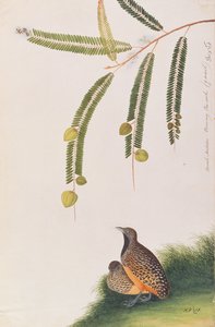 ムラサキからの鳥の絵、1805-18年頃の縞模様のボタンウズラ（紙にトイレ） 作： Chinese School