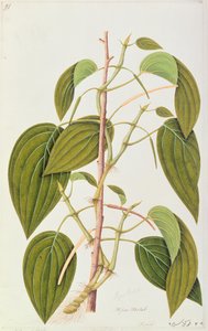 キンマの葉、マラッカの薬用植物の55枚の絵から、第1巻、1805-18年（紙のトイレ） 作： Chinese School