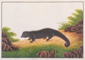 ビンタロン、マラッカの動物、昆虫、爬虫類の絵から、1805-18年頃（紙にトイレとガッシュ） 作： Chinese School