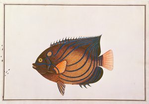 マラッカの魚の絵からのブルーリングのエンゼルフィッシュ、c.1805-18（紙にトイレ） 作： Chinese School