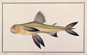 ボンベイダック、マラッカの魚の絵、1805-18年頃（紙にトイレ） 作： Chinese School