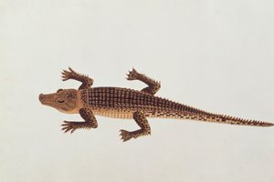 マラッカの動物、昆虫、爬虫類の絵からのブーアイアリゲーター、1805-18年頃（紙とトイレとガッシュ） 作： Chinese School