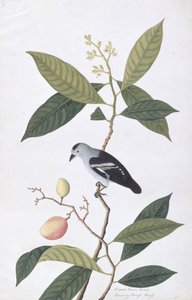 ブーカナワハワ、マラッカの鳥の絵、1805-18年頃（紙にwc）