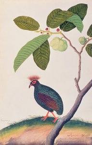 Booah Tumpang、マラッカの鳥の絵、1805-18年頃（紙にトイレ） 作： Chinese School