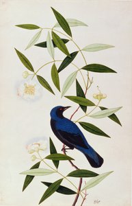 Boorah Farleeh、マラッカの鳥の絵、1805-18年頃（紙にトイレ） 作： Chinese School