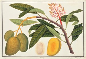 Buihang Mangifera、マラッカの植物の絵、1805-18年頃（紙にトイレ） 作： Chinese School