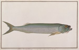 マラッカの魚の絵、1805-18年頃のドラブオオカミヘリン（紙にトイレ） 作： Chinese School