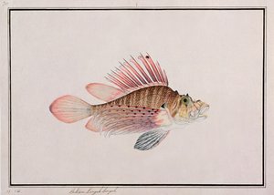 Eekan Linqah Singah、マラッカの魚の絵、1805-18年頃（紙にトイレ） 作： Chinese School