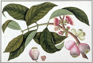 Eugenia or Jamboo Teloie poote、from Drawings of Plants from Malacca、c.1805-18（紙にトイレ） 作： Chinese School