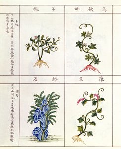 18〜19世紀の薬用植物のコレクションであるペンツァオの4つの植物 作： 中国語学校