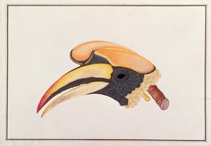 マラッカの鳥の絵からのオオサイチョウ、1805-18年頃（紙にトイレ） 作： Chinese School