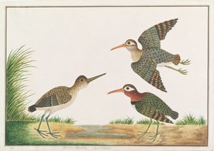 グレイトペインテッドスナイプ、マラッカの鳥の絵、1805-18年頃（紙にトイレ） 作： Chinese School