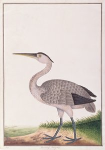 グレイヘロン、マラッカの鳥の絵、1805-18年頃（紙にトイレ） 作： Chinese School