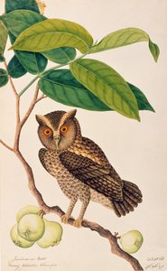 マラッカの鳥の絵、1805-18年頃のJambooai-eri Pootih、Boorong Ketamboo Ketampin、c.1805-18（紙にwc） 作： Chinese School