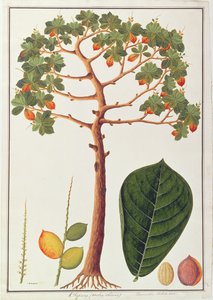 マラッカの植物の絵からのクラパンターミナリアモルカナまたはマレーアーモンド、c.1805-18（紙） 作： Chinese School