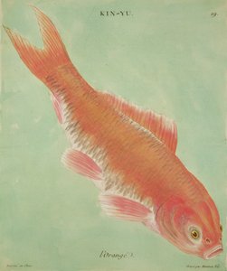 フランソワ・ニコラス・マルティネ（1731-p.1796）によって刻まれたLOrange（印刷） 作： Chinese School