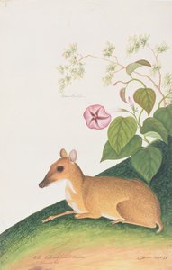 マラッカの動物、昆虫、爬虫類の絵からの、より少ないネズミジカ、1805-18年頃（紙にトイレとガッシュ） 作： Chinese School