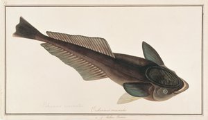 ライブシャークサッカー、マラッカの魚の絵、1805-18年頃（紙にトイレ） 作： Chinese School