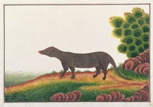 マングース、マラッカの動物、昆虫、爬虫類の絵から、c.1805-18（紙の上でガッシュとトイレ） 作： Chinese School