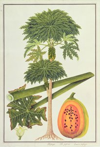 マラッカの植物の絵からのパパイヤ、パパウまたはカイカパパイヤ、1805-18年頃（紙にトイレ） 作： Chinese School