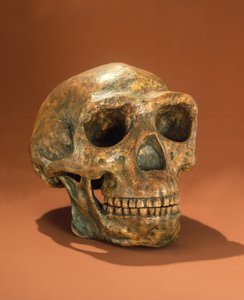 Peking Mansが再建したスカル、Cave Choukoutien（骨） 作： Chinese School