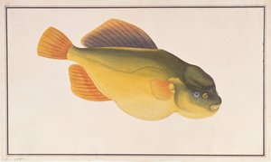 マラッカの魚の絵からのフグ、1805-18年頃（紙にトイレ） 作： Chinese School
