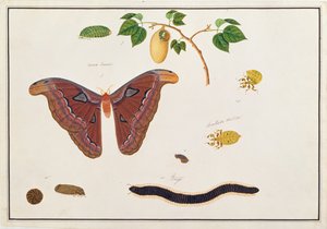 マラッカの動物、昆虫、爬虫類の絵からの6節足動物、c.1805-18（紙とトイレとガッシュ）