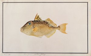 Starry Triggerfish、マラッカの魚の絵、c.1805-18（紙にトイレ）