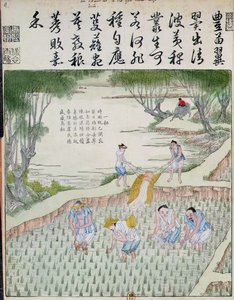 除草、中国の米文化（カラー木版画） 作： Chinese School