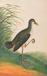 マラッカの鳥の絵、1805-18年頃の白ブレストウォーターヘン（紙にトイレ） 作： Chinese School